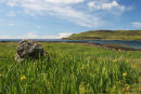 07-1724 Yellow Iris (Iris pseudacorus) and View Across Calgary Bay to the Mornish Peninsula, Island of Mull,